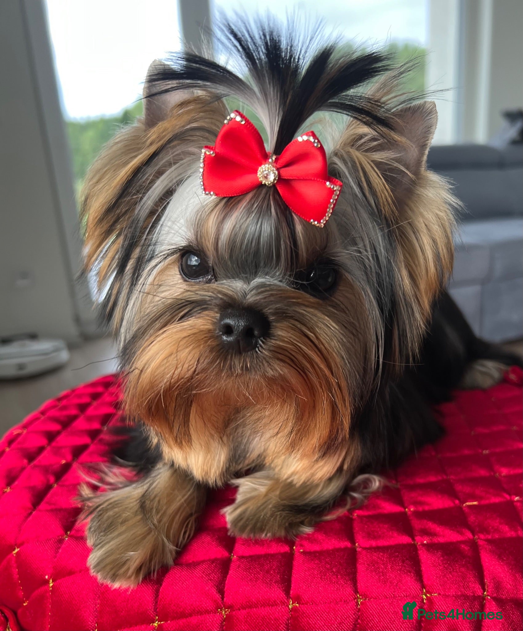 Yorkshire Terrier dogs Adorable KC reg: girl 💕 - Advert 10