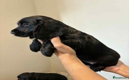Cocker Spaniel dogs for sale: Pure show type dna health tested KC reg parents  - Image 6