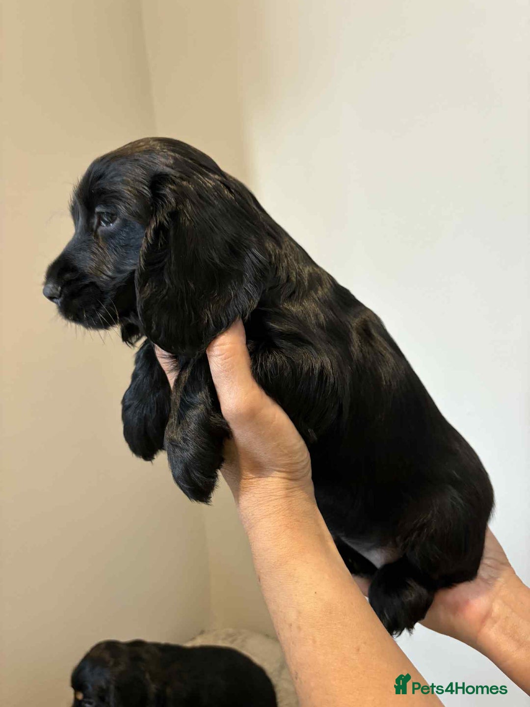 Cocker Spaniel dogs for sale: Pure show type dna health tested KC reg parents  - Image 6