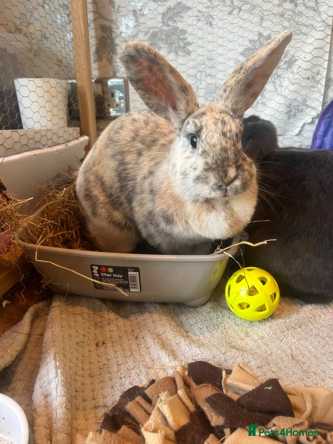 Mixed Breed rabbits for sale: bonded female rabbits  in Birmingham - Advert 2