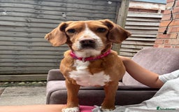 Bocker dogs for sale: Lillie  - Image 1