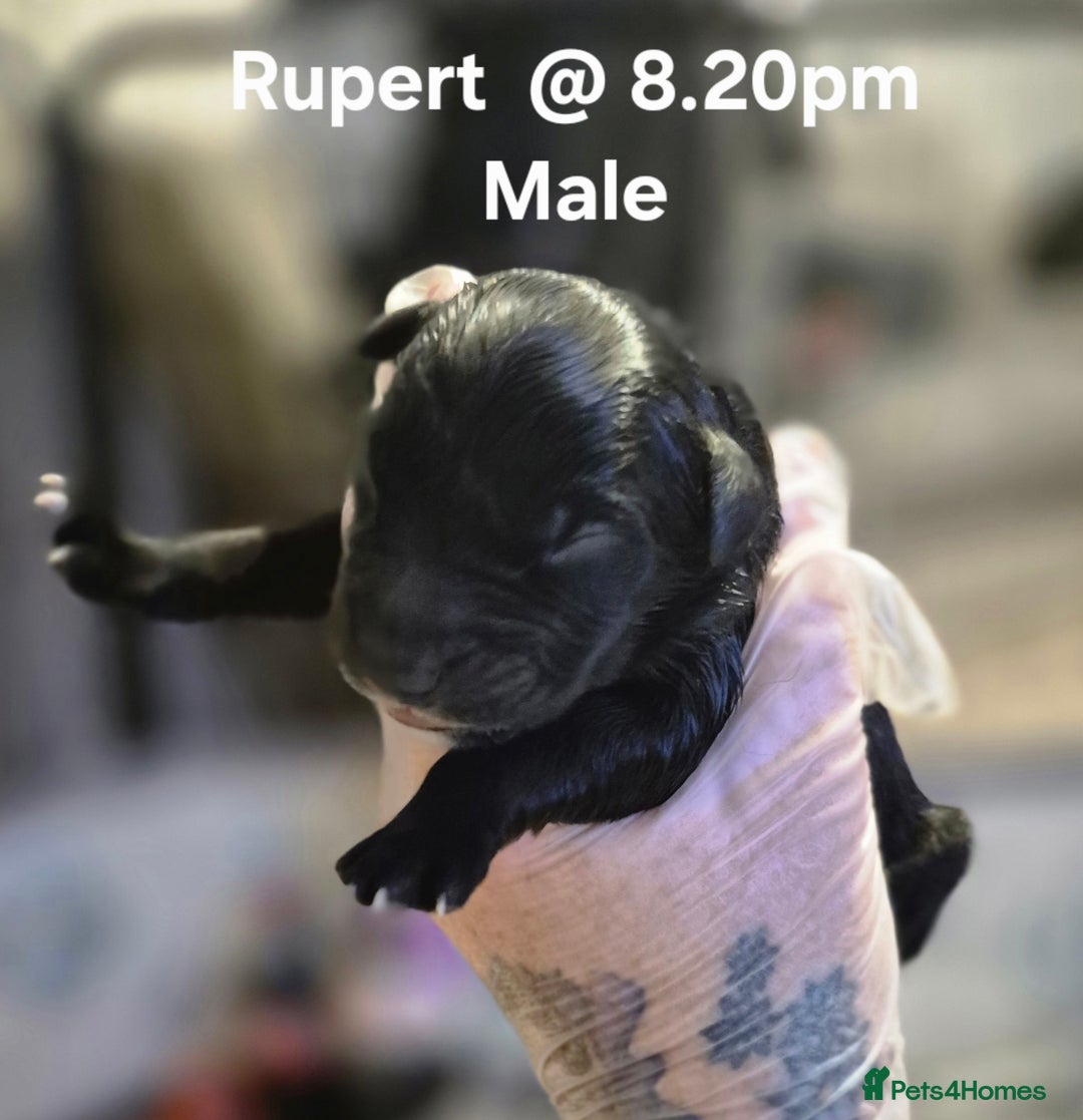 Border Collie dogs for sale: Border Collie pups - Image 6