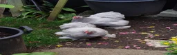 Chickens poultry for sale: Pekin Bantam Hatching Eggs For Sale Mixed Colours - Advert 9