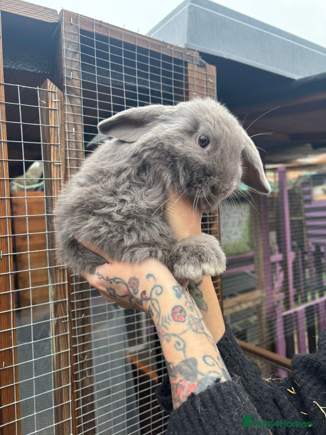 Mini Lop rabbits for sale: Pair of  female mini lops ready now  - Advert 5