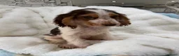 Cocker Spaniel dogs for sale: Show cocker spaniel boy puppies - Advert 19
