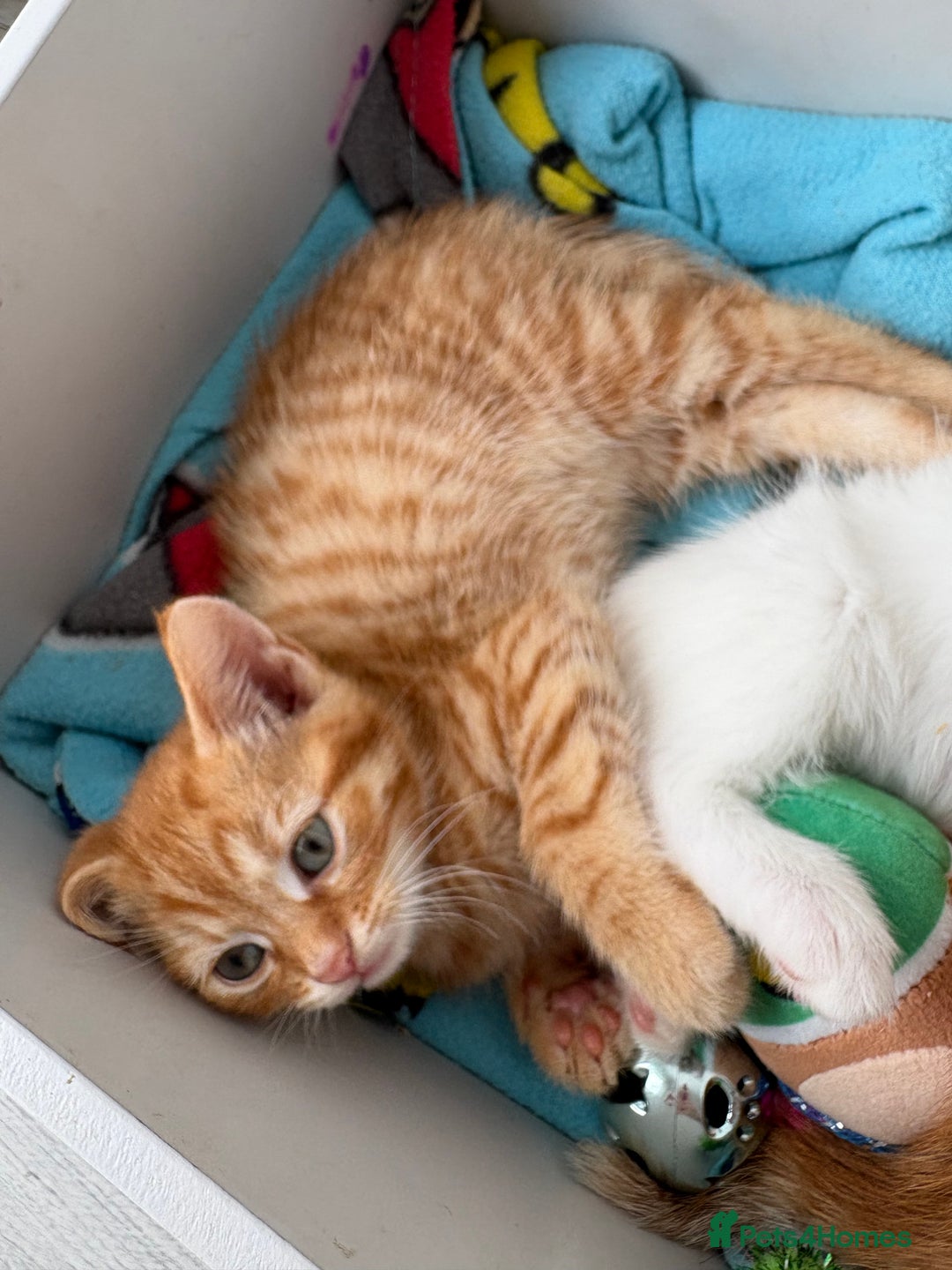 Domestic Shorthair cats for sale: Kittens looking for forever home.  - Image 20