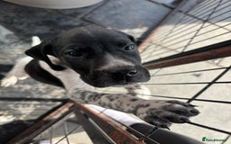 Pointer dogs for sale: ⭐️ LAST 3 PUPS REMAINING!⭐️ - Image 9
