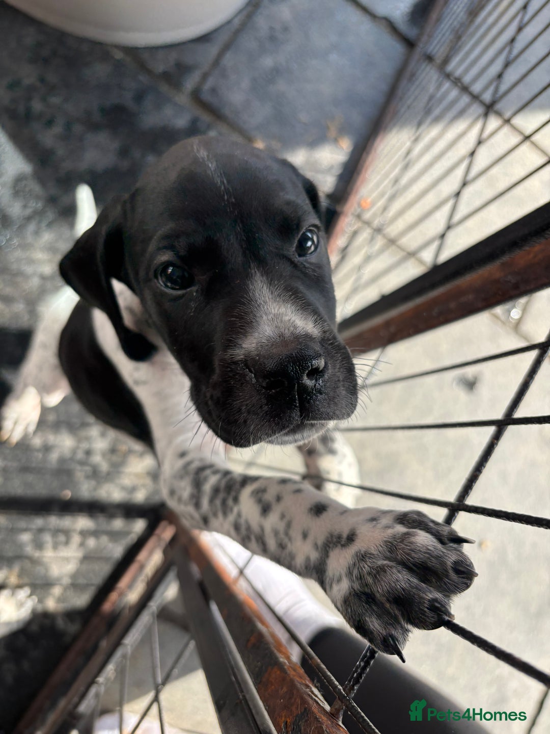 Pointer dogs for sale: ⭐️ LAST 3 PUPS REMAINING!⭐️ - Image 9