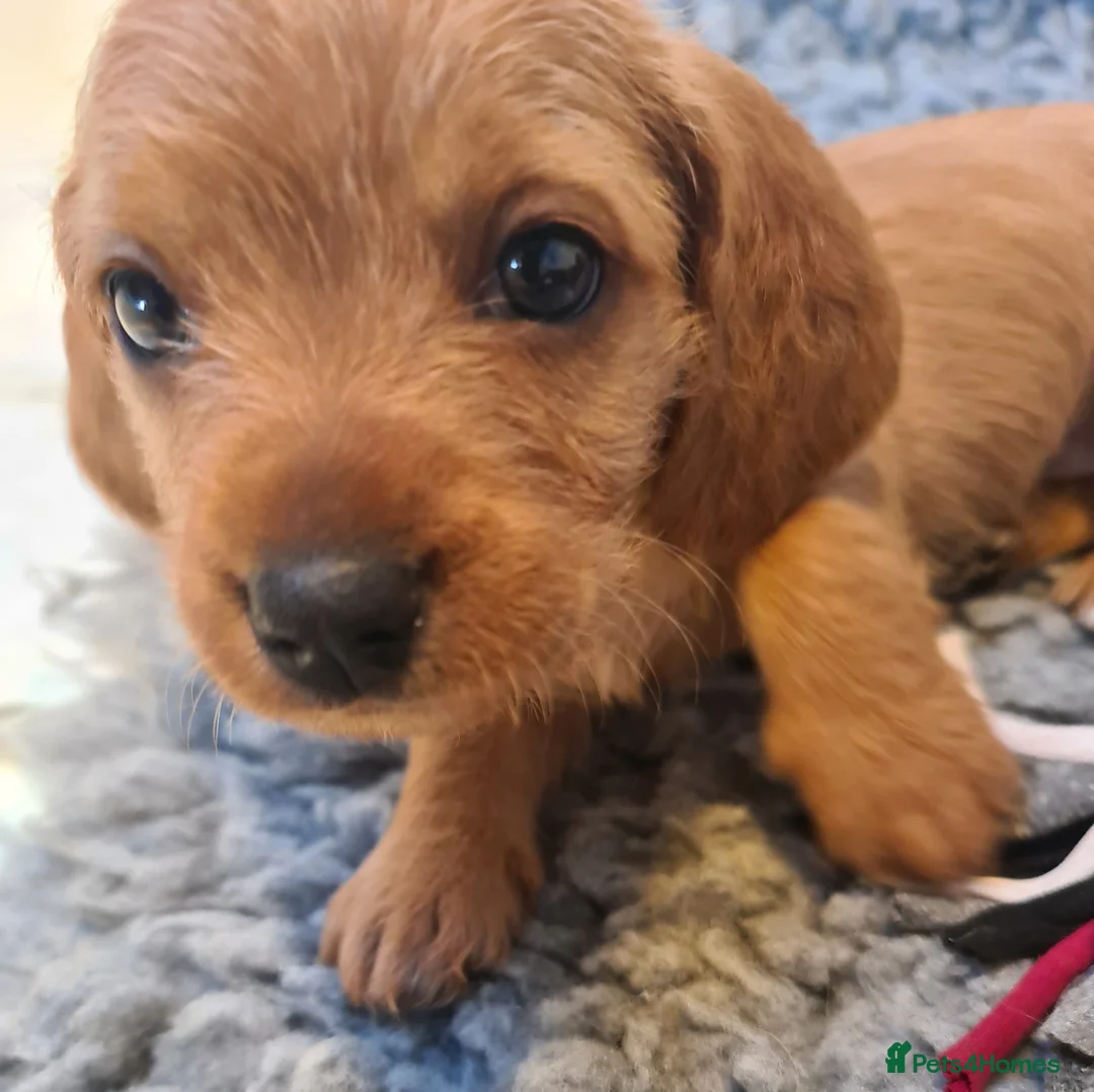 Basset Fauve De Bretagne dogs for sale: Basset Fauve puppies in Umberleigh - Advert 5