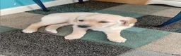 Labrador Retriever dogs for sale: Golden Lab Puppies in Carmarthen - Advert 8