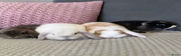 Mini Lop rabbits for sale: Beautiful Mini Lop Rabbits for sale - Advert 22