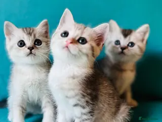 Scottish Fold cats Adorable kittens - Advert 5