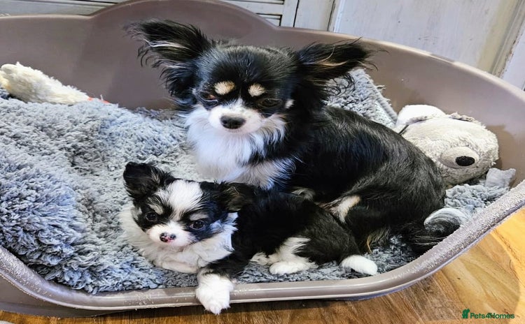 Chihuahua dogs - Advert 4