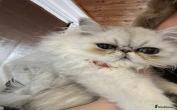 Persian cats for sale: Persian cats  - Image 6