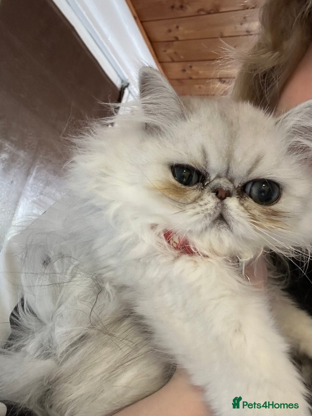 Persian cats for sale: Persian cats  - Image 6