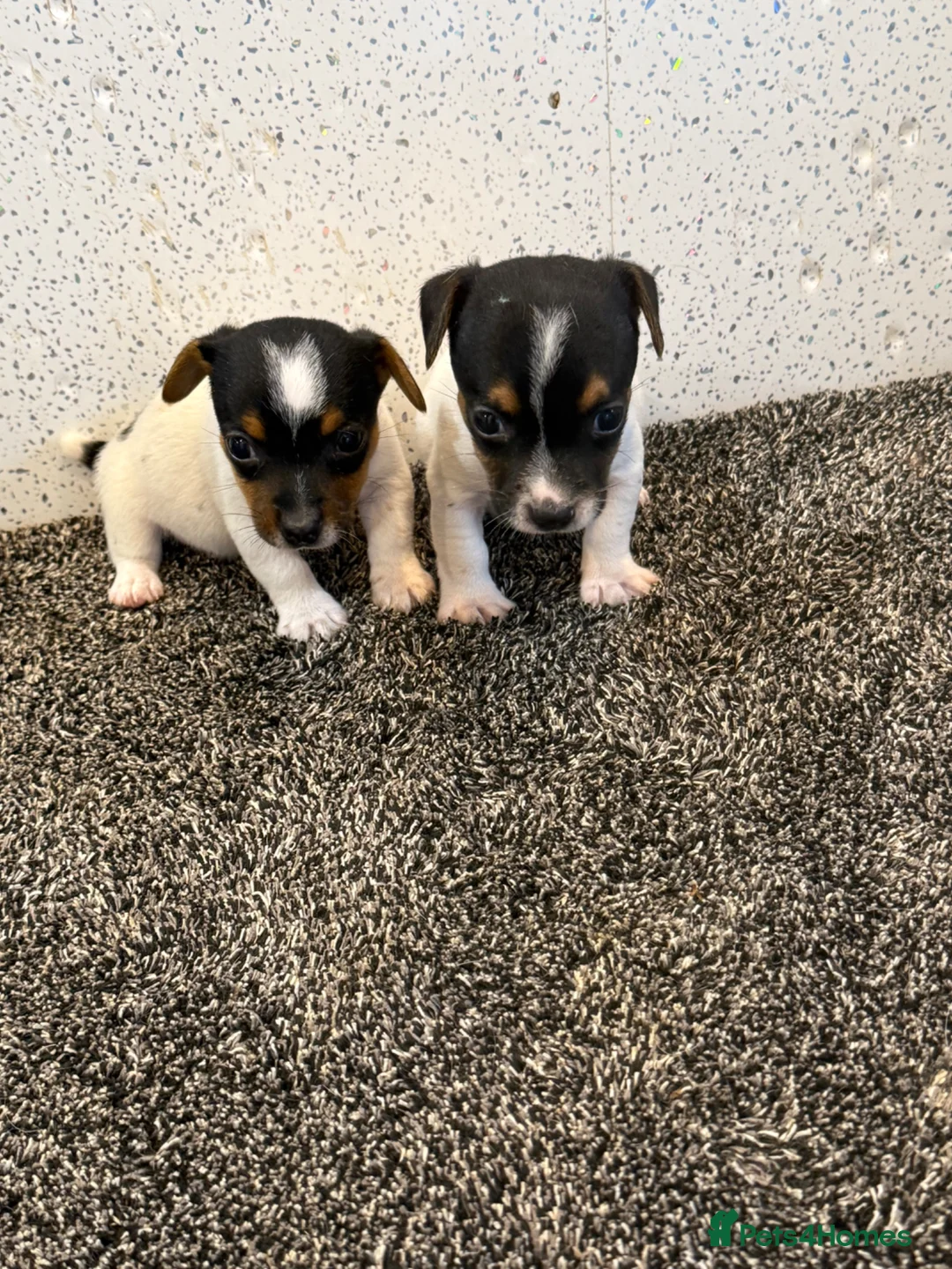 Jack Russell dogs for sale: Traditional Jack Russell Puppies  - Advert 1
