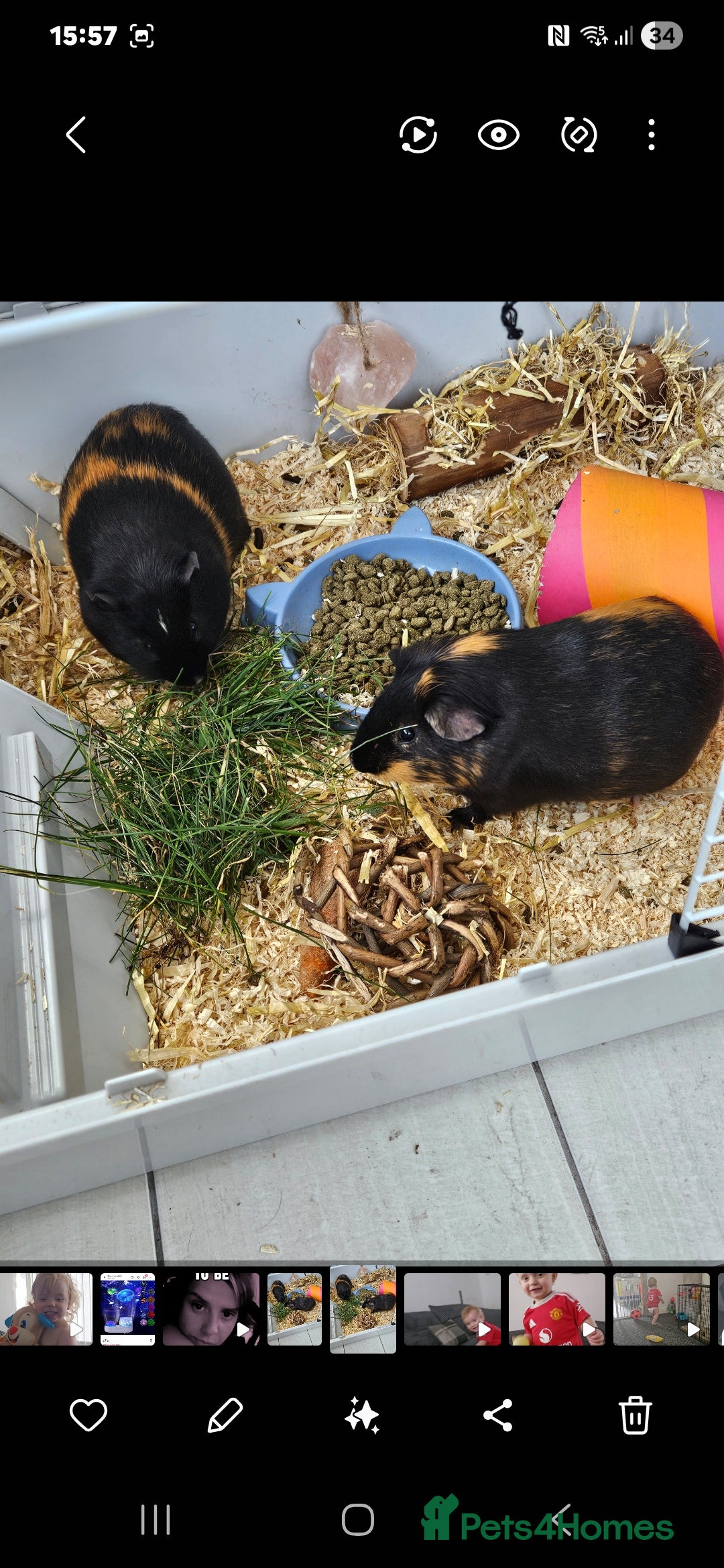 Guinea Pig rodents for sale: 2 male guinea pigs  - Image 1