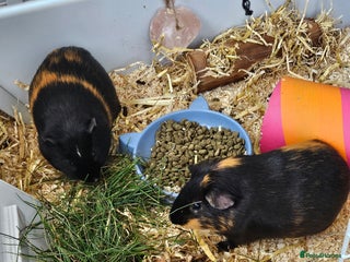 Guinea Pig rodents for sale - Advert 1