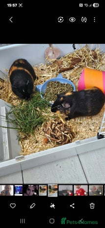 Guinea Pig rodents - Advert 2