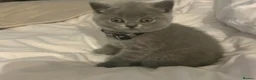 British Shorthair cats for sale: GCCF and TICA Registered British Shorthair Kittens - Advert 7