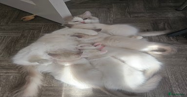 Ragdoll cats - Advert 4