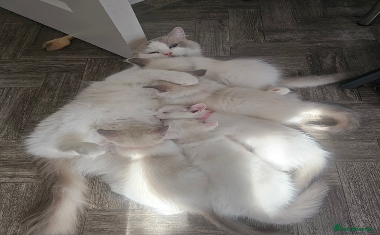 Ragdoll cats - Advert 9