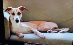 Whippet dogs for sale: Top Class Whippet Puppies bred from Champions - Image 7