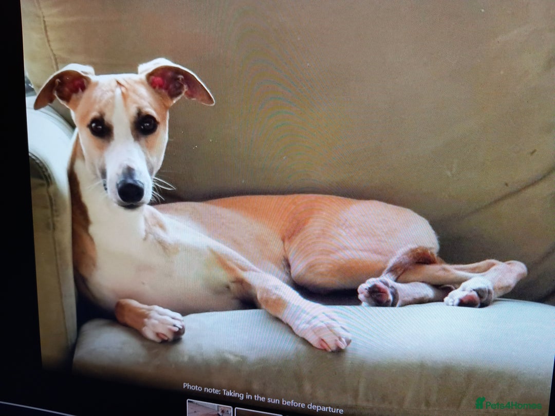 Whippet dogs for sale: Top Class Whippet Puppies bred from Champions - Image 7
