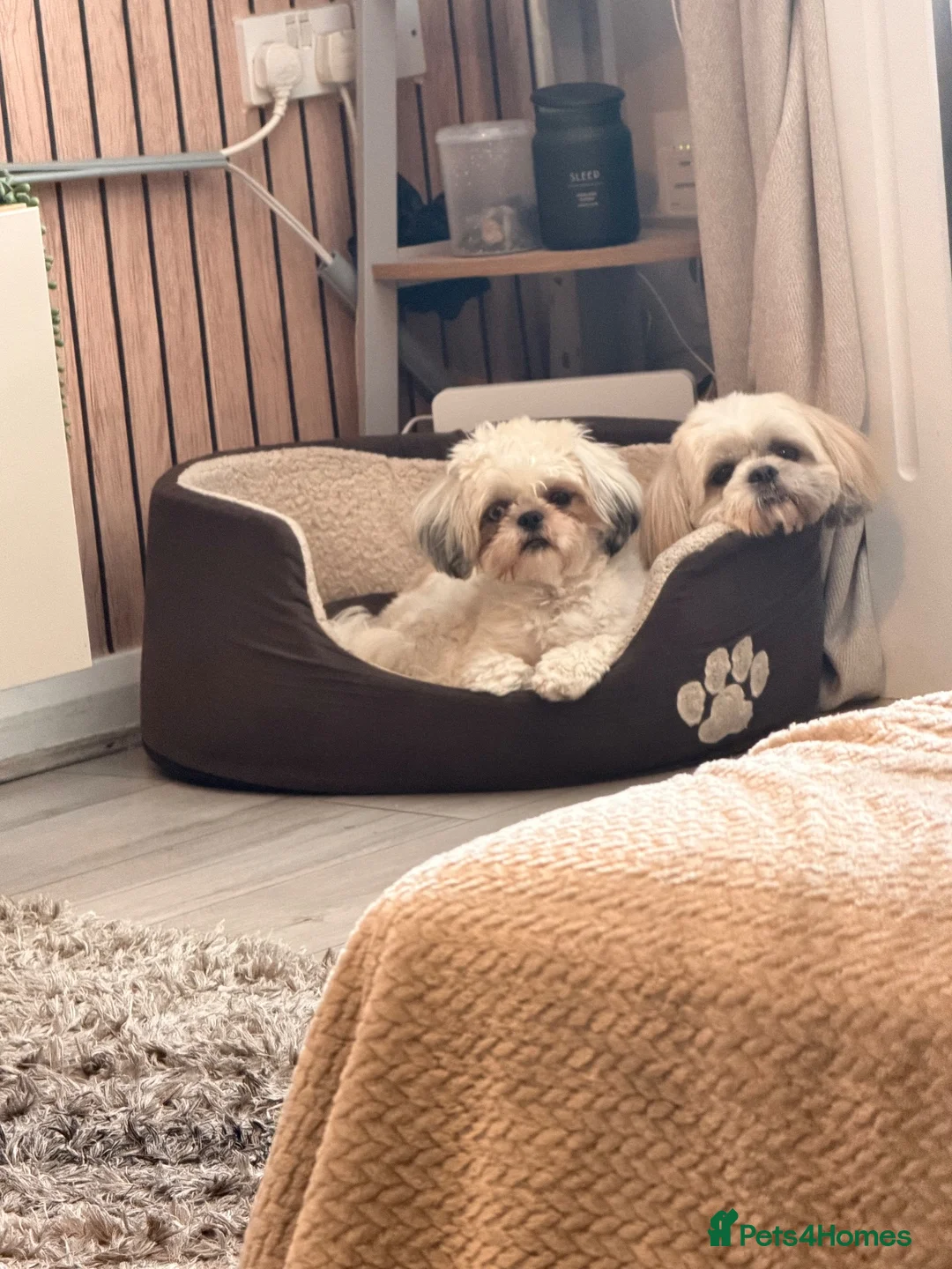 Shih Tzu dogs for sale: 1 year old Shih Tzu in Ashton-under-Lyne - Advert 2