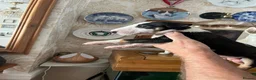 English Bull Terrier dogs for sale: English bull terrier puppies - Advert 17