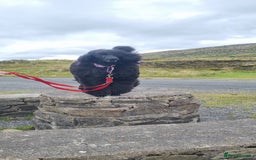 Standard Poodle dogs for sale: Exceptional Health Tested Puppies Due - Advert 5