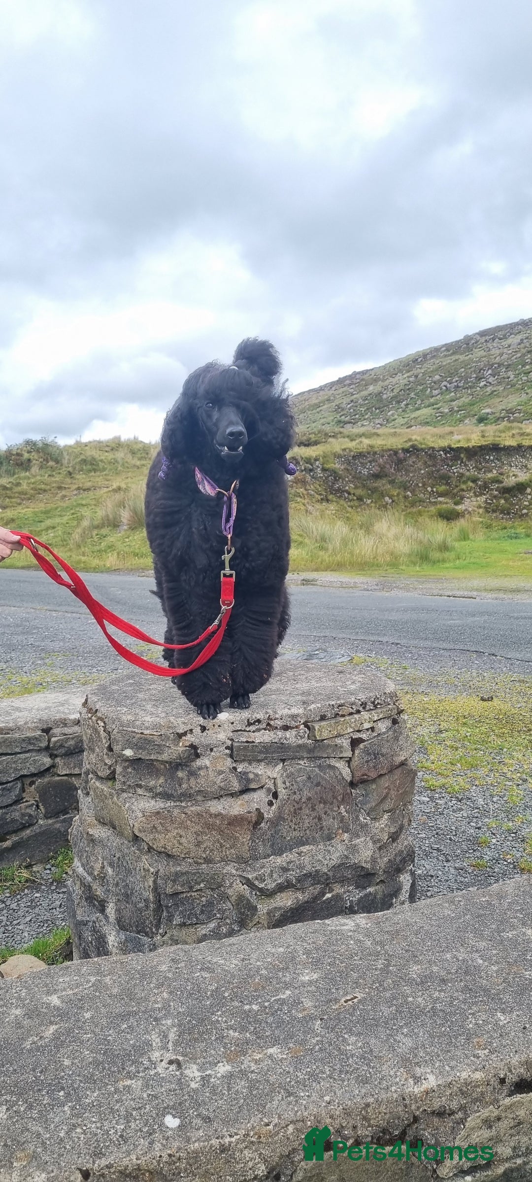 Standard Poodle dogs for sale: Exceptional Health Tested Puppies Due - Advert 5