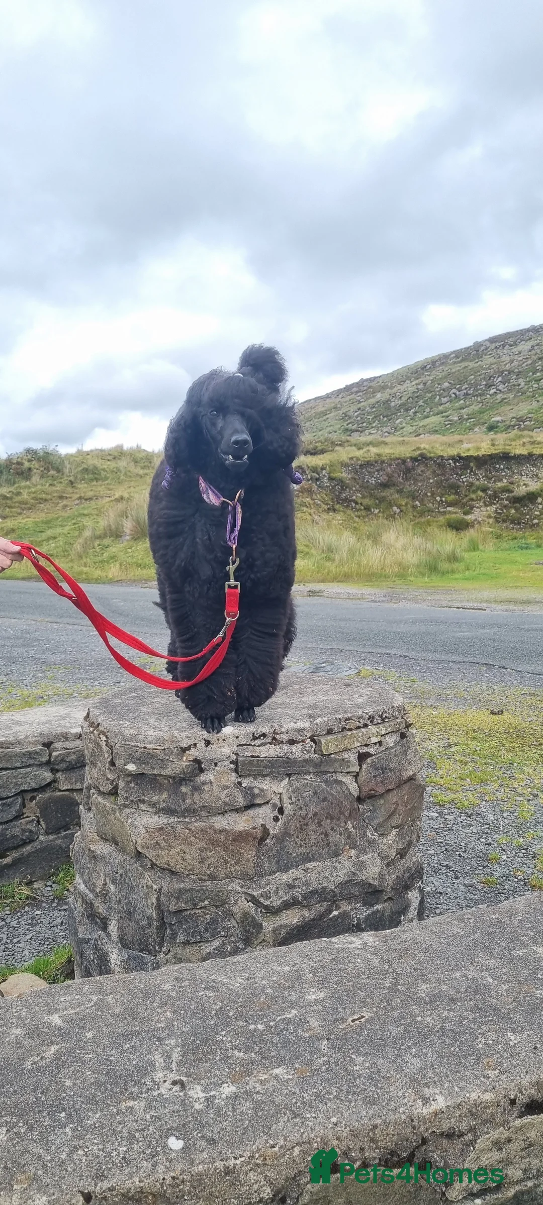 Standard Poodle dogs for sale: Exceptional Health Tested Parents 1 Girl Availabe - Advert 14