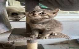 British Shorthair cats for sale: Stunning pure British shorthaired kittens - Image 10