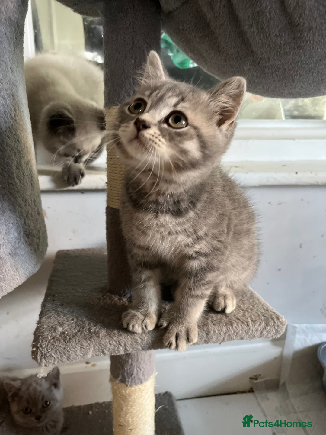 British Shorthair cats for sale: Stunning pure British shorthaired kittens - Image 10