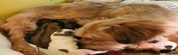 Shorkie dogs for sale: Beautiful F2 Shorkie Girls,Puppy Culture Raised, in Armagh - Advert 1