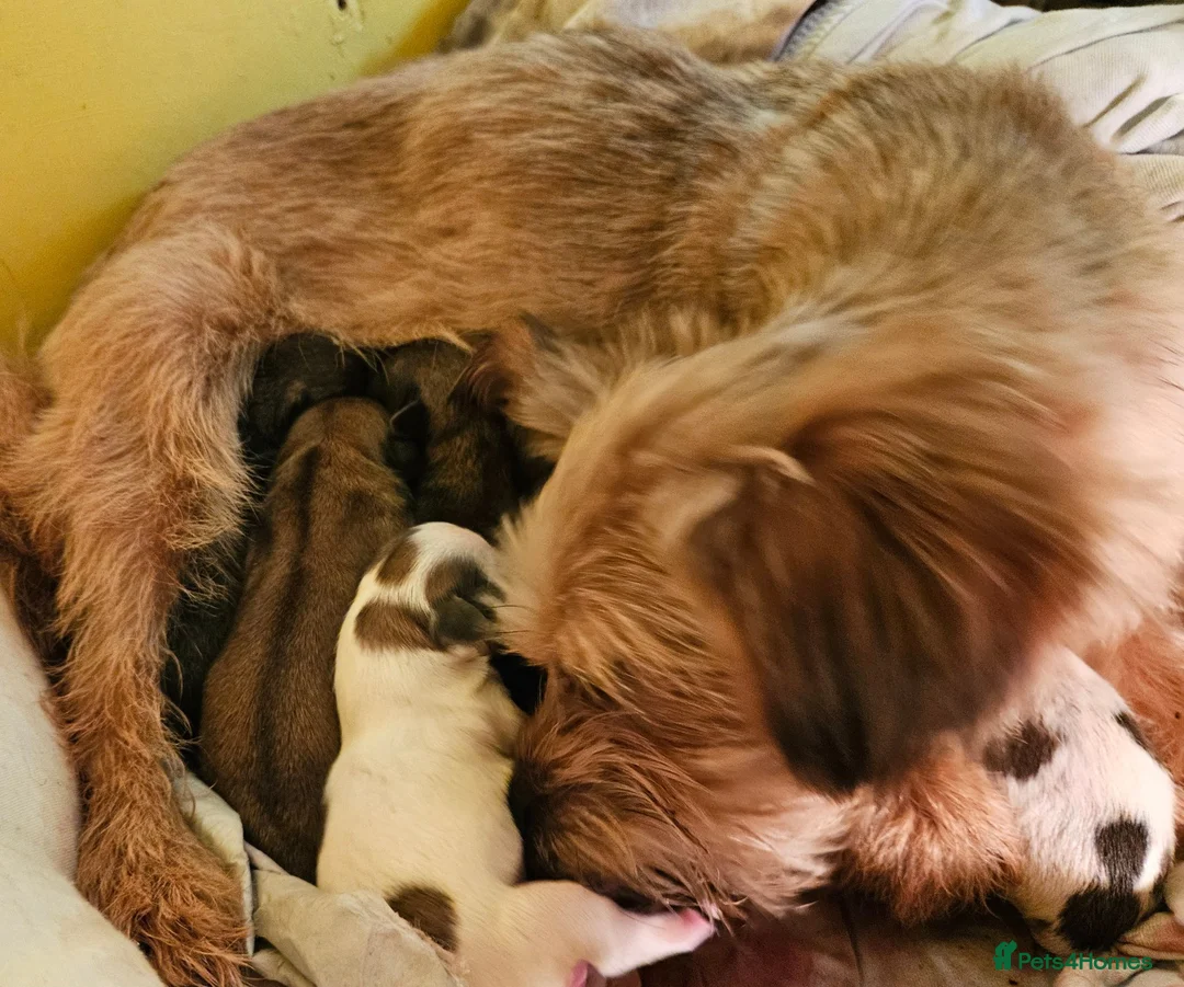 Shorkie dogs for sale: Beautiful F2 Shorkie Girls,Puppy Culture Raised, in Armagh - Advert 1
