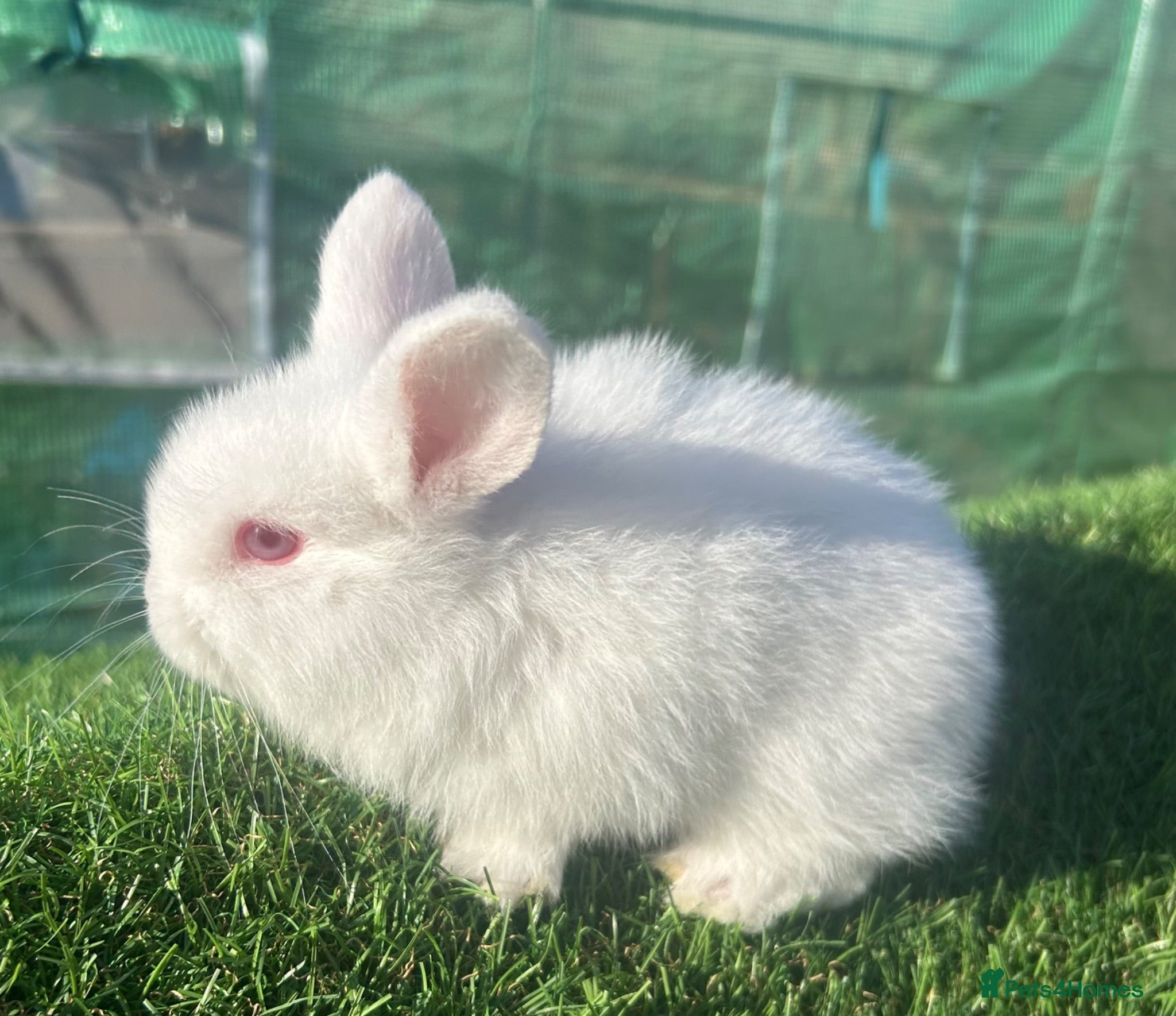 Mini Lion Lop rabbits Mini Lion Lop Rabbits – Ready This Weekend 🐰 - Advert 2