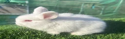 Mini Lion Lop rabbits for sale: Mini Lion Lop Rabbits – Ready This Weekend 🐰 - Advert 16