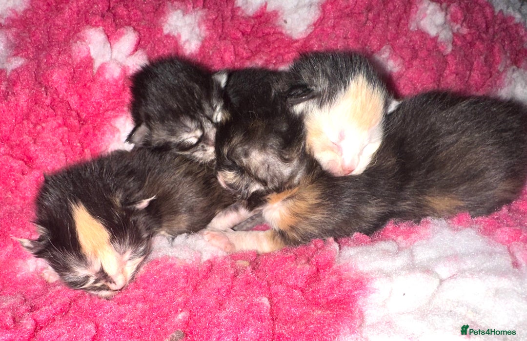 Maine Coon cats for sale: Tica Registered  Maine Coons  - Advert 5