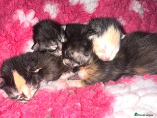 Maine Coon cats Tica Registered Maine Coons - Advert 1