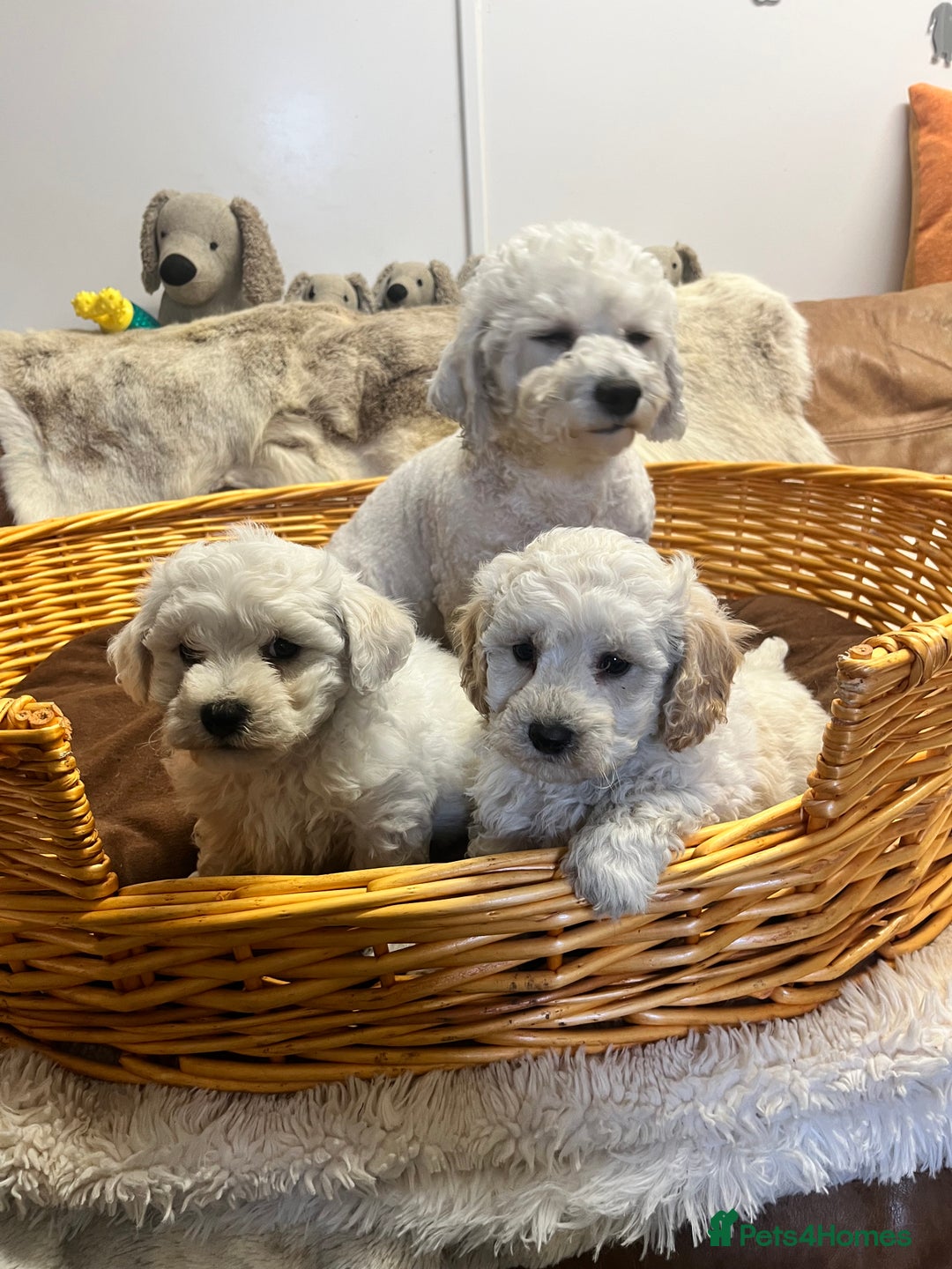 Poochon dogs for sale: Gorgeous Twin Brothers - Advert 8