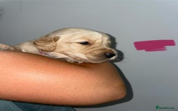 Golden Retriever dogs for sale: Golden Retriever Puppies for Sale - Image 3