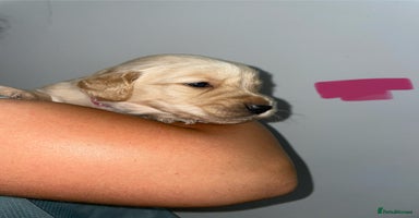 Golden Retriever dogs - Advert 4