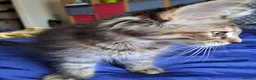 Maine Coon cats for sale: Maine Coon Kittens for Sale - Advert 21