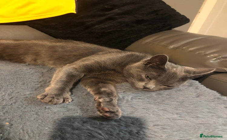 Russian Blue cats - Advert 4