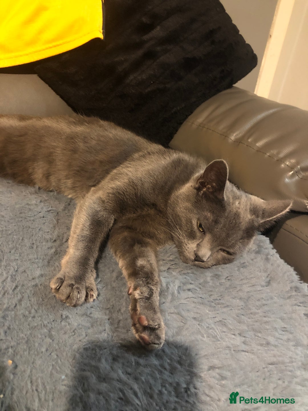 Russian Blue cats for sale: Beautiful cat for sale - Image 1