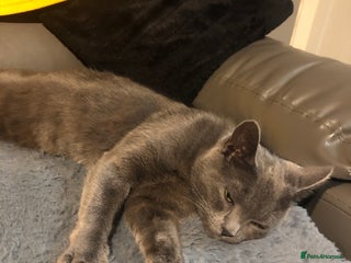 Russian Blue cats - Advert 3