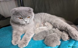 Scottish Fold cats for sale: Scottish fold kittens are looking for family🥰 - Image 10