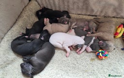 Whippet dogs for sale: 2 stunning purebred whippet ladies - Image 3